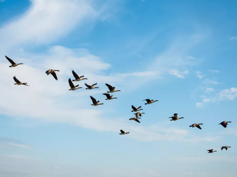 Aves Migratórias