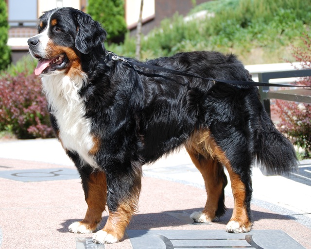 Cão Boiadeiro Bernês