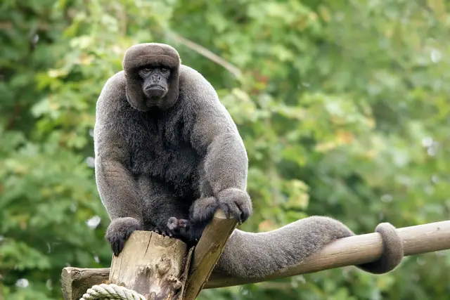Macaco Barrigudo na Floresta