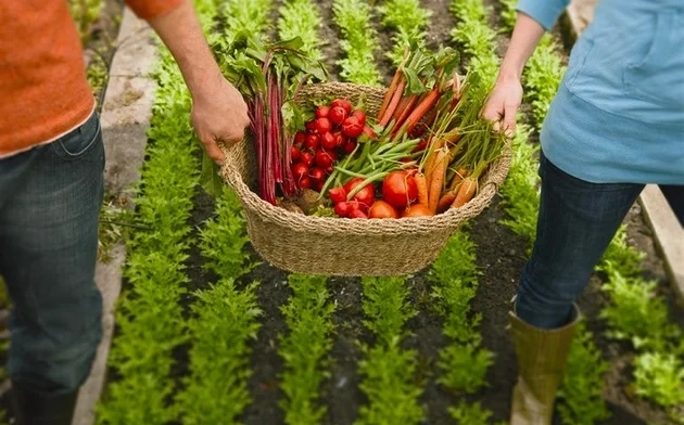 Agricultura Orgânica