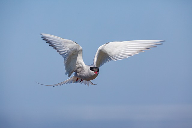 El charrán ártico volando