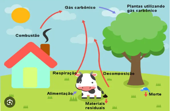 Ciclo do Carbono e Fotossíntese: O Papel das Plantas na Redução do CO2