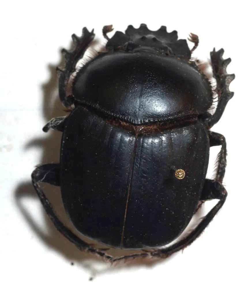 Escaravelho Sagrado