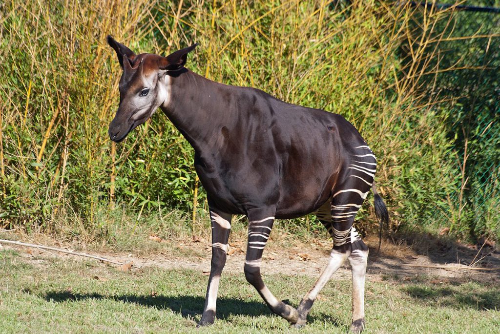 Ocapi na Natureza 