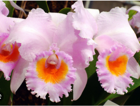 Cattleya Schroederae