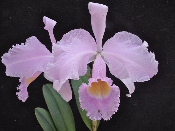 Cattleya Trianae A Orquídea Colombiana 