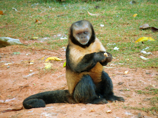 Macaco-Prego-do-Peito-Amarelo na Natureza