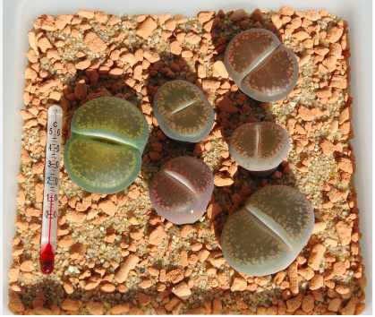 Lithops Aucampiae: A Exótica Planta Pedra da África do Sul