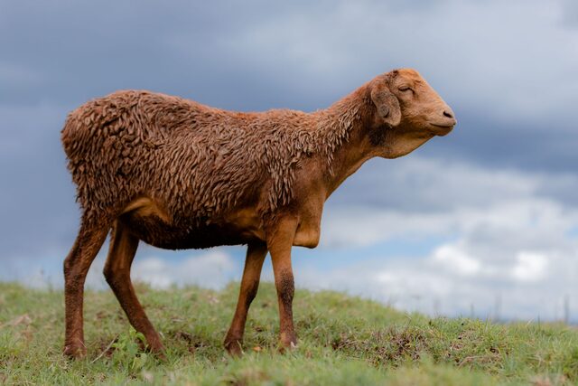 Ovelha da Raça Red Massai 