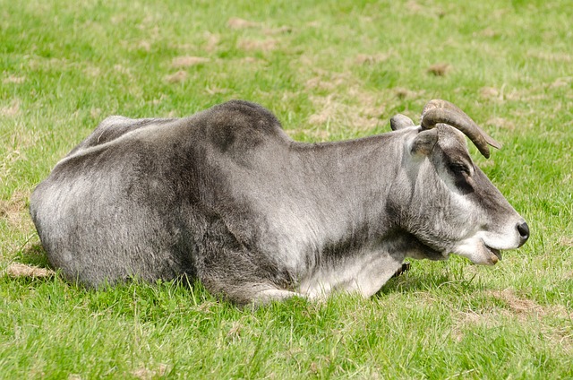 Zebu no Pasto