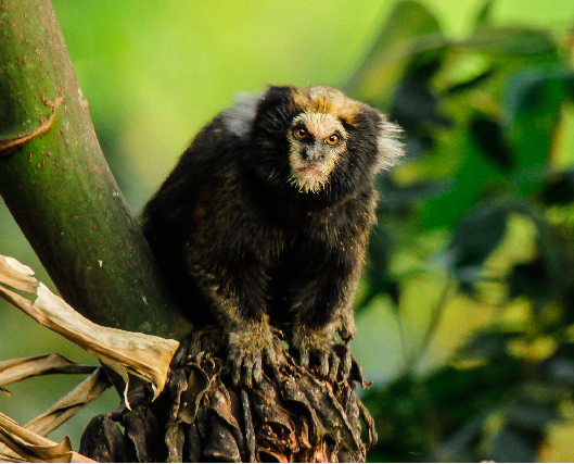 Sagui-Caveirinha na Natureza 