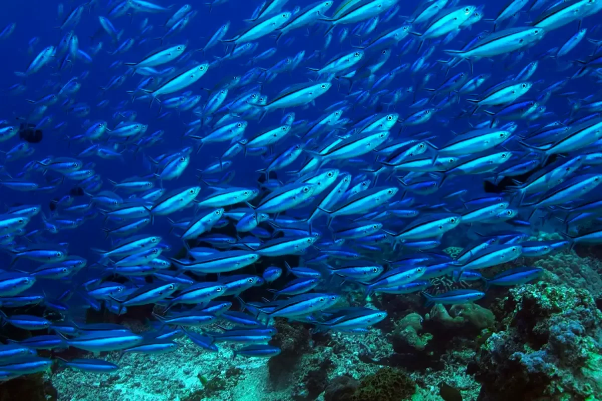 Conservação de Peixes