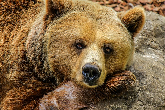 Urso Pardo na Natureza 