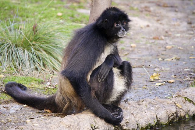 Coatá: O Fascinante Primata das Terras Brasileiras