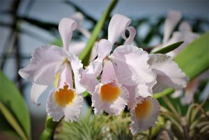 Cattleya Schroederae