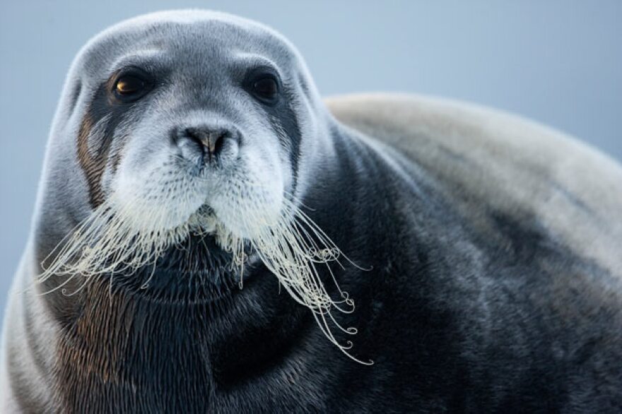 Foca Barbuda 