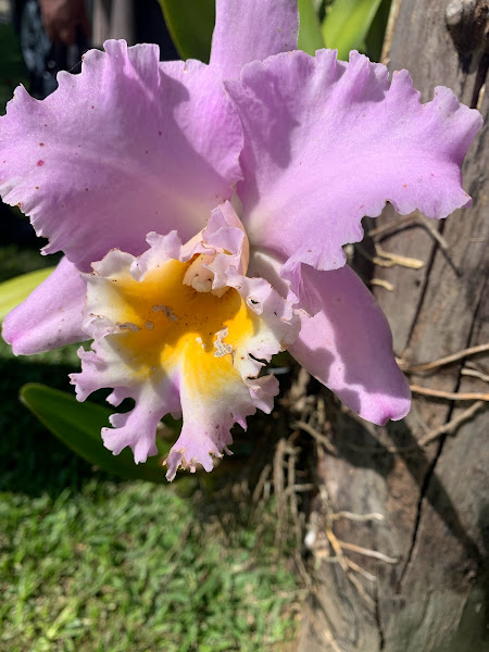 Cattleya Trianae Lilás 