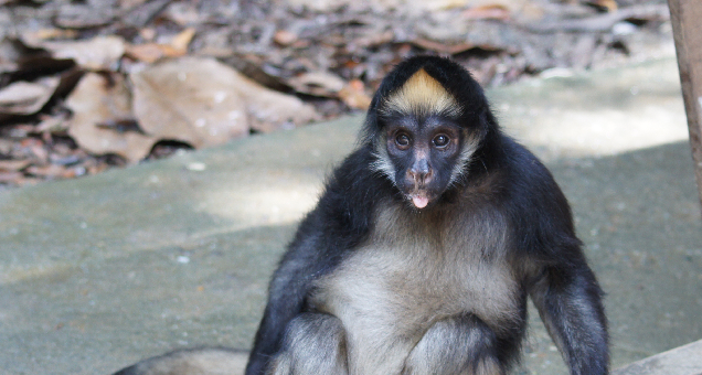 Coatá na Natureza
