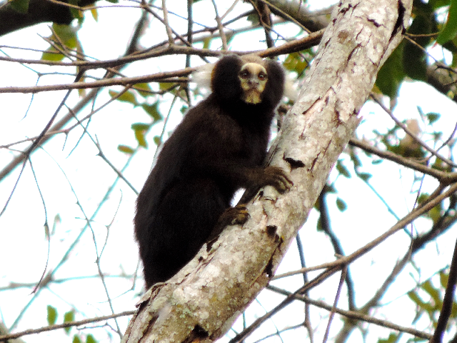 Sagui - Caveirinha Sob Galho de Árvore 