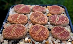 Lithops Aucampiae