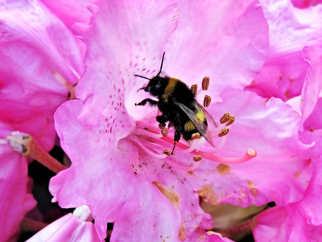 Abelha Pousando em Rododentro Cor de Rosa