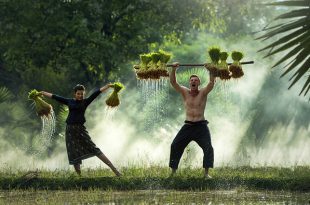 Agricultores Festejando a Chuva