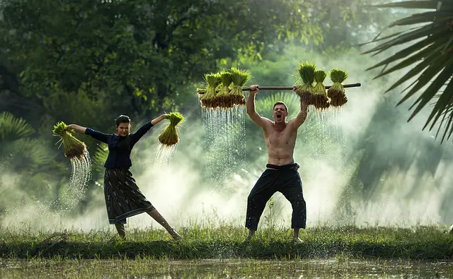 Agricultores Festejando a Chuva 