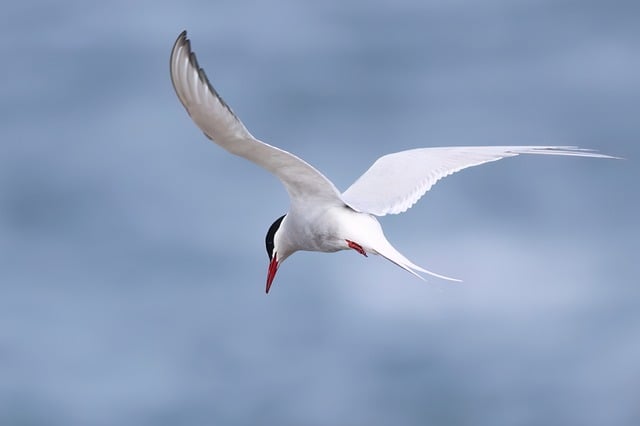 El charrán ártico volando
