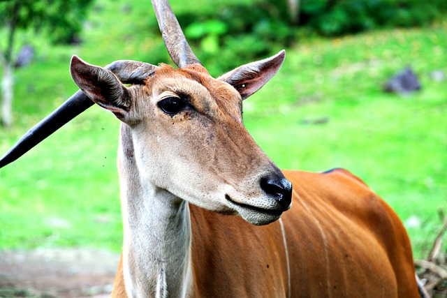 Antílope Elande na Natureza 