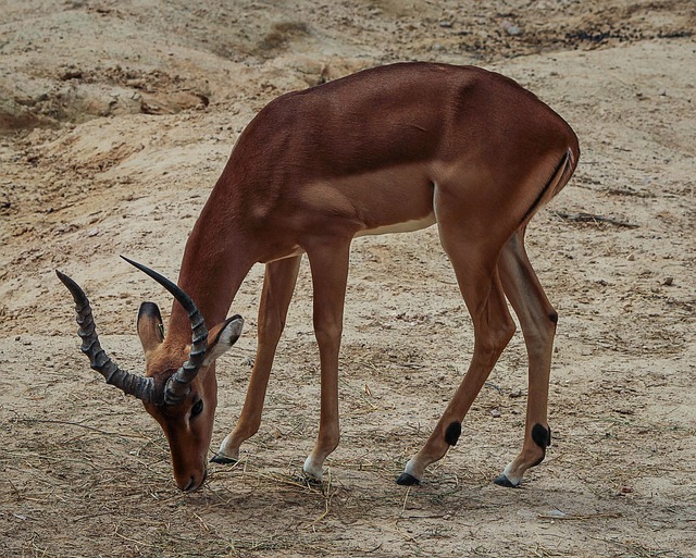 Antílope Impala 