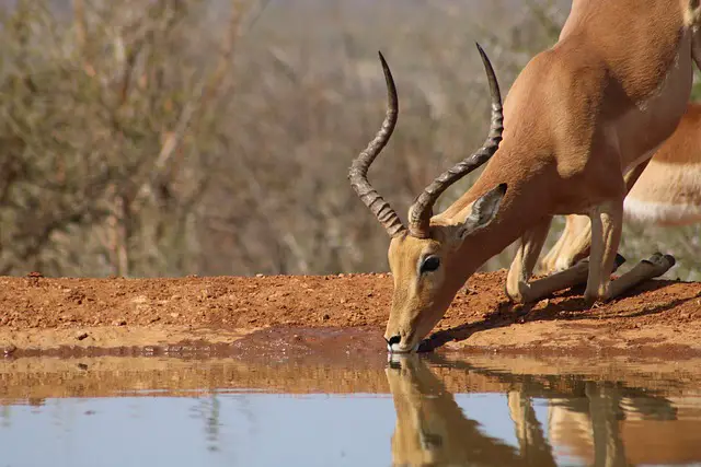 Antílope Impala Tomando Água 