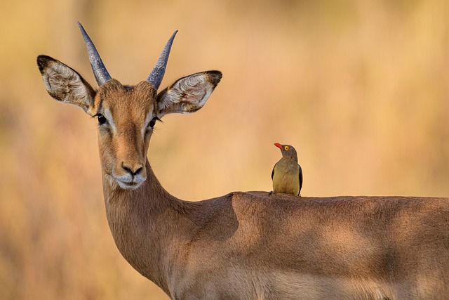 Antílope Impala com Ave nas Costas