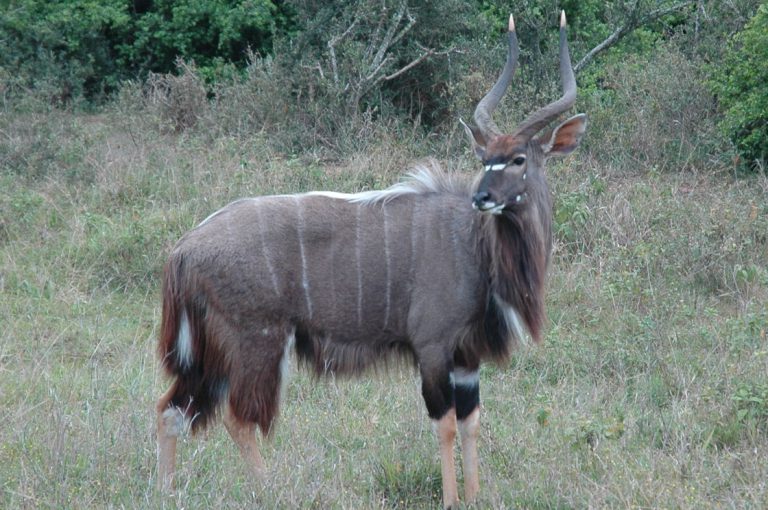 Antílope Inhala na Natureza