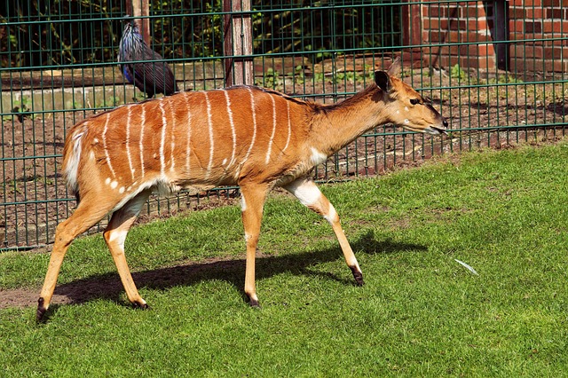 Antílope Inhala no Zoológico 