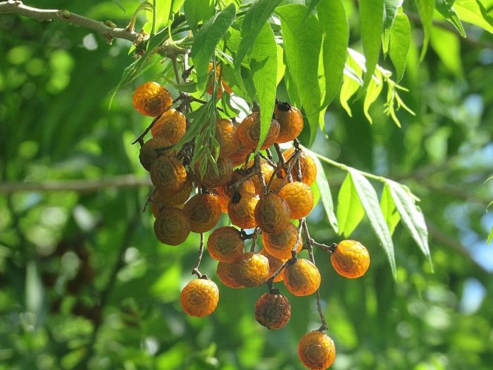 Árvore de Sapindus Saponaria