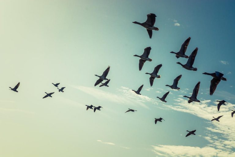 Aves Migratórias