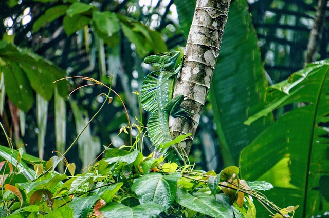 Basilisco Camuflado na Floresta 