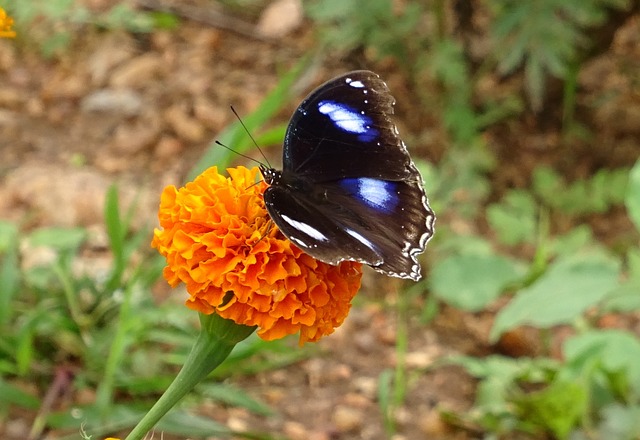 Borboleta Sob Tagetes Erecta