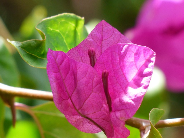 Bougainvillea  