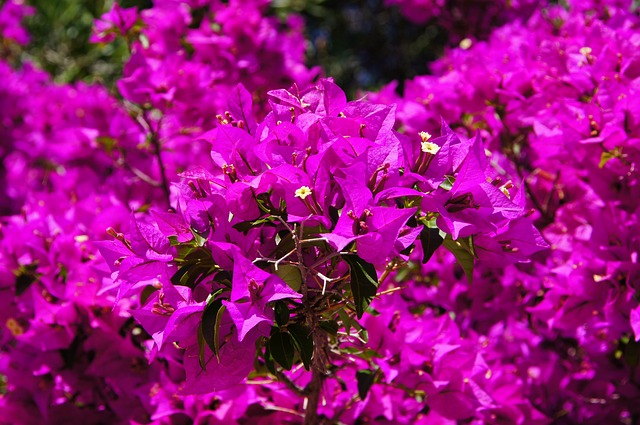 Bougainvillea  Roxa 