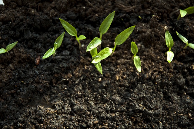 Broto em Terra Vegetal