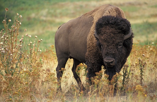 Bufálo na Natureza
