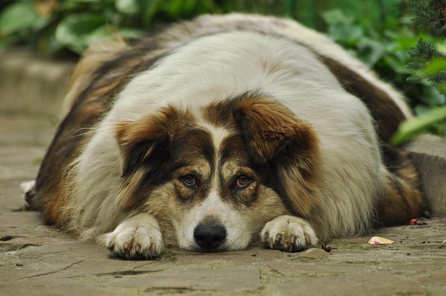 Cachorro Acima do Peso 