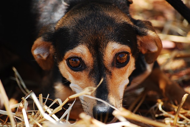 Cachorro Ansioso 