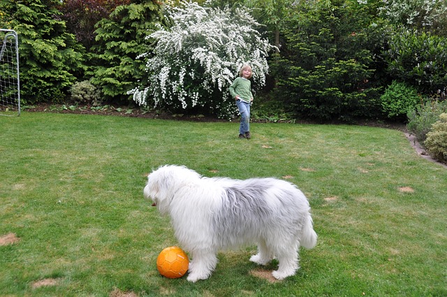 Cachorro Bobtail Brincando com Bola no Gramado