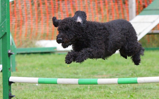 Poste de salto para perros