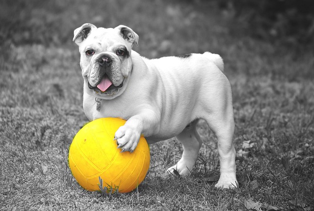 Cachorro com Bola para se Exercitar 