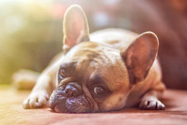 Cachorro com Medo