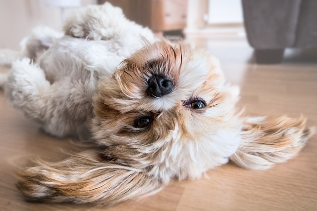 Cachorro com as Patas para Cima 