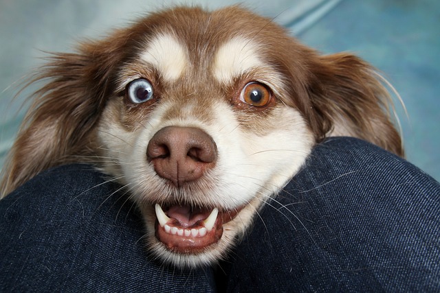 Cachorro com um Olho Azul e Outro Castanho 